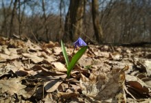 Квітневі барви