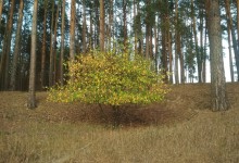 Первые дни осени